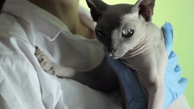 Veterinarian Holding A Sphynx Cat: Stock Video