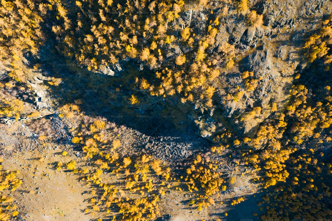 Sunny Yellow Larches: Stock Photos