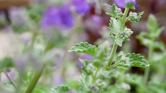 Lavender Flower On Defocused Background: Stock Video