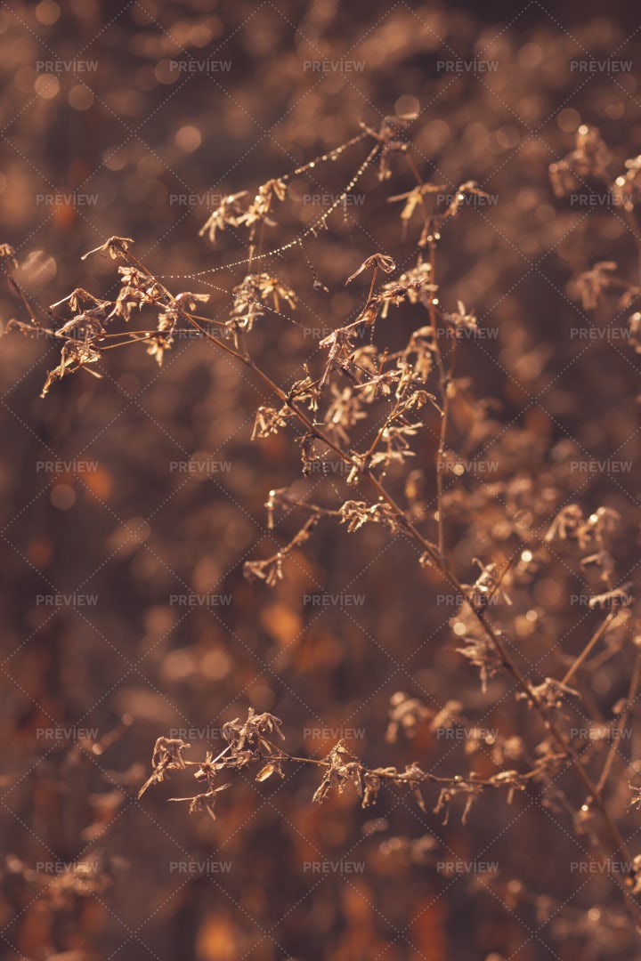 Dry Autumn Leaves: Stock Photos