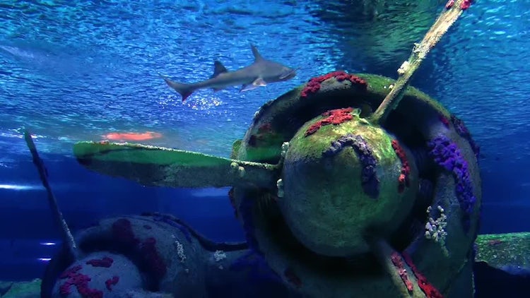 Shark Swimming In Aquarium : Stock Video