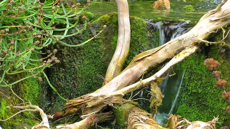 Dry Tree Branches On Waterfall: Stock Video