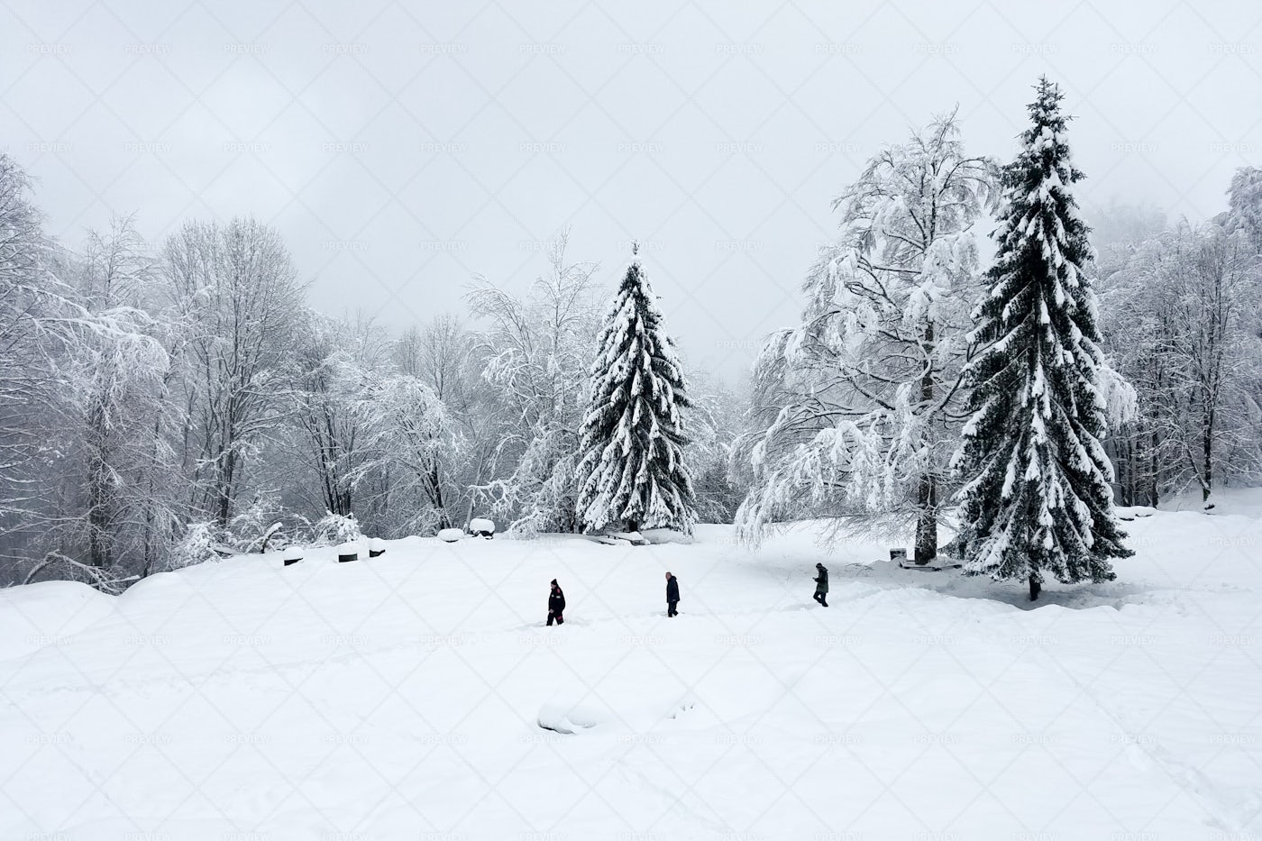 Pine Trees Frozen Forest: Stock Photos