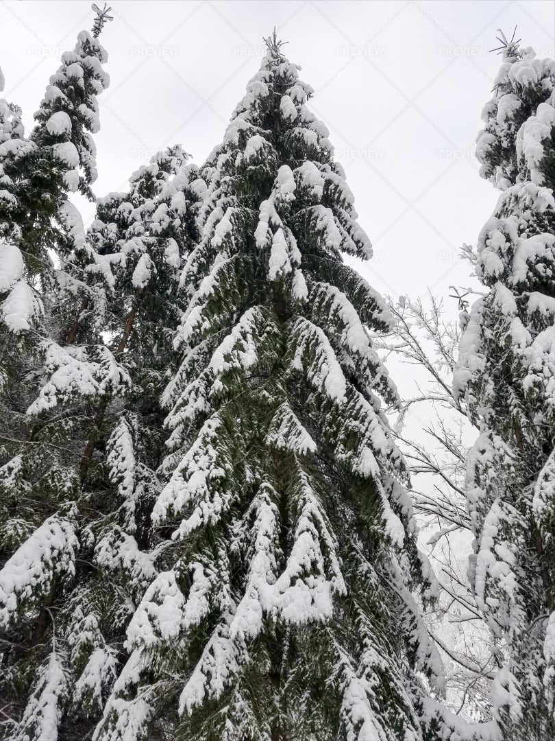 Frozen Trees In Winter: Stock Photos