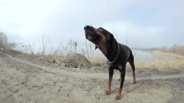Doberman Barking : Stock Video