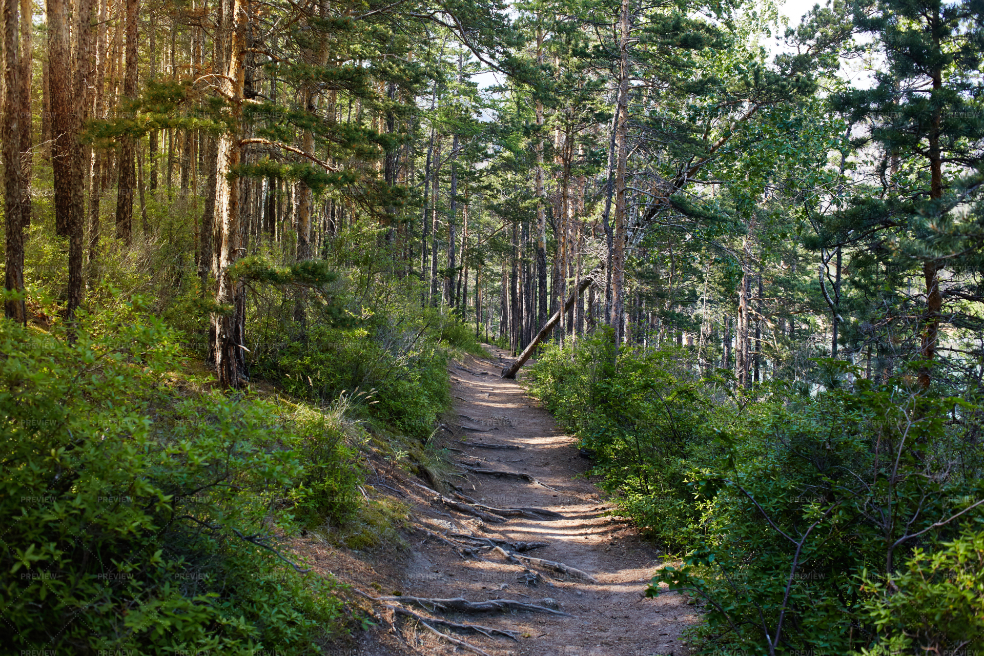 pine forest pine forest