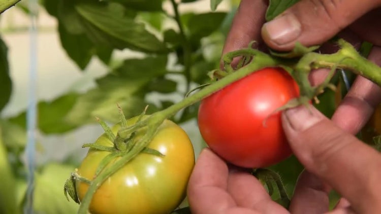 Male Farmer Harvesting Tomatoes: Stock Video