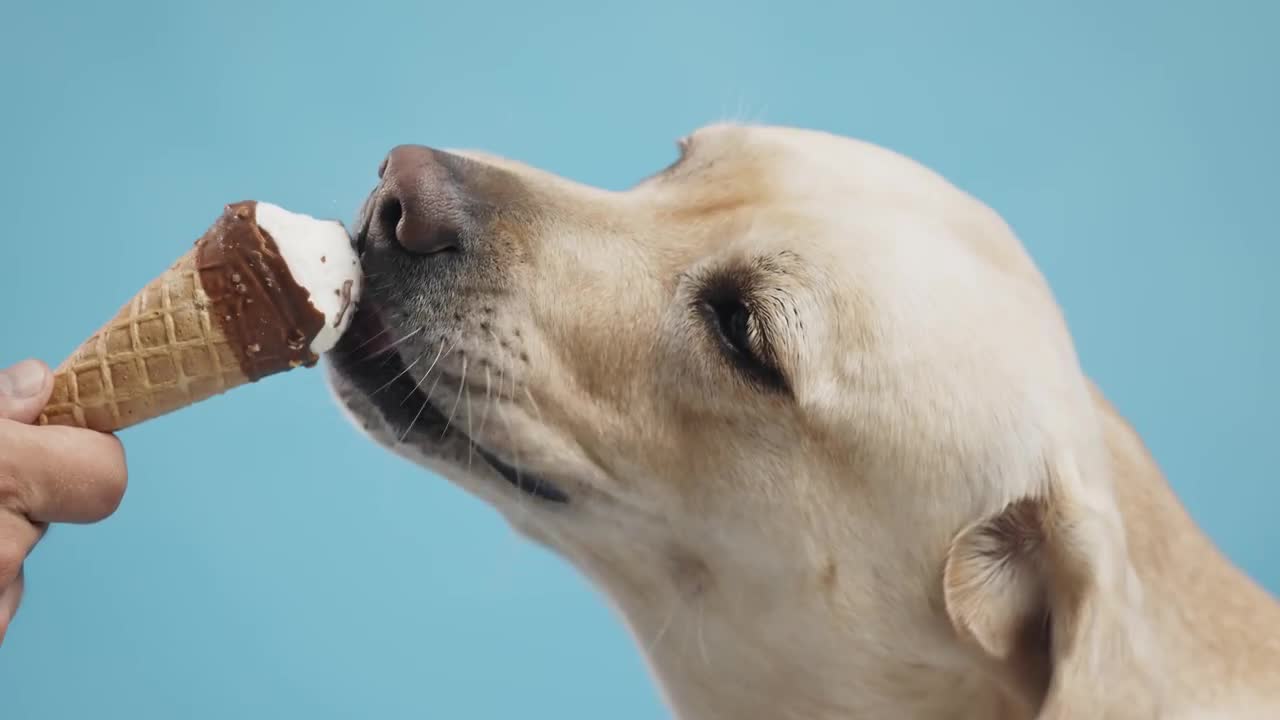 Happy Dog Eating Icecream Stock Video Motion Array