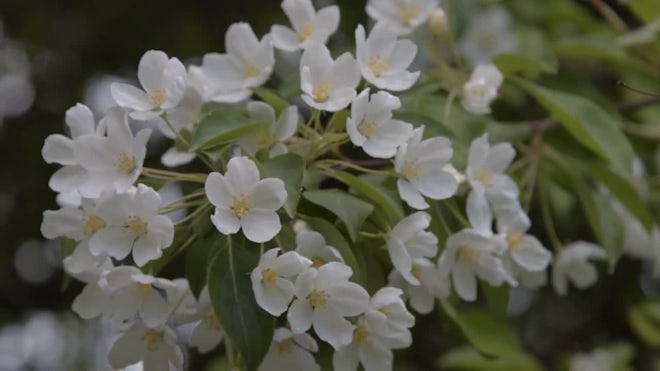 Apple Tree Blossoms
