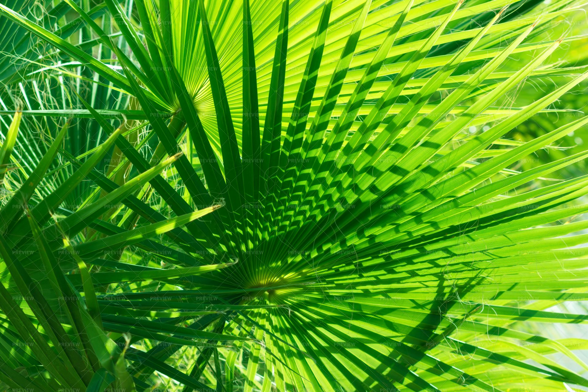 Exotic Green Leaves - Stock Photos | Motion Array