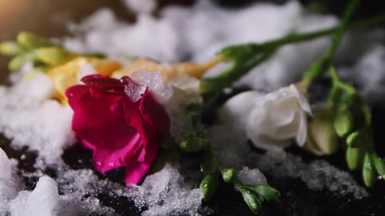Flowers And Melting Snow: Stock Video