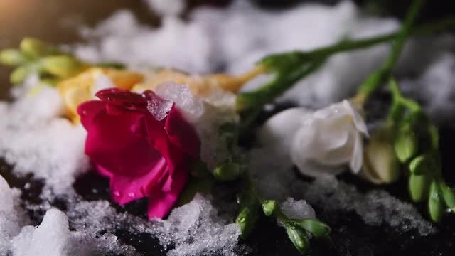 Flowers And Melting Snow: Stock Video