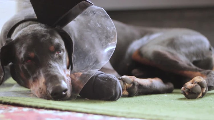 Sad Dog With Medical Collar: Stock Video