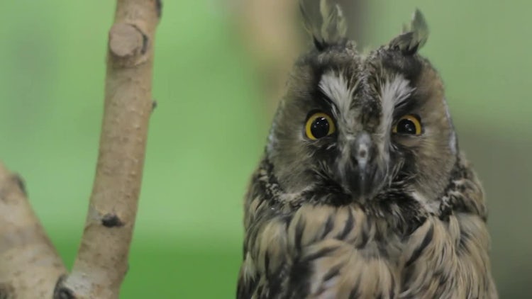 Owl Staring At The Camera: Stock Video