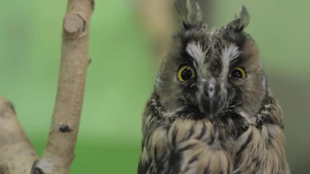 Owl Staring At The Camera: Stock Video