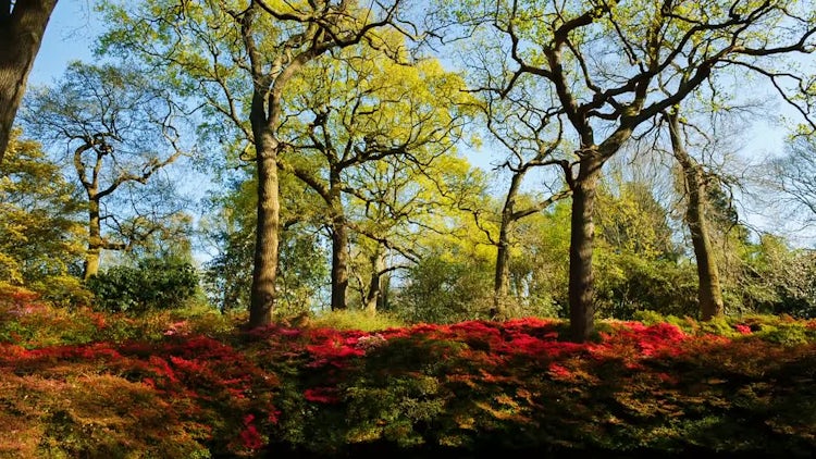 Beautiful Isabella Plantation In Richmond: Stock Video