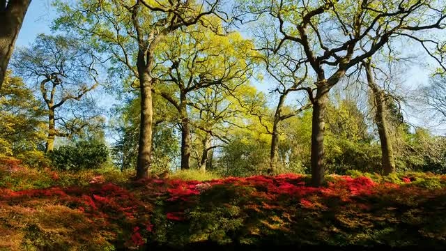Beautiful Isabella Plantation In Richmond: Stock Video