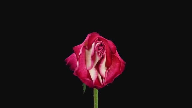Dying Red-White Shanti Rose: Stock Video