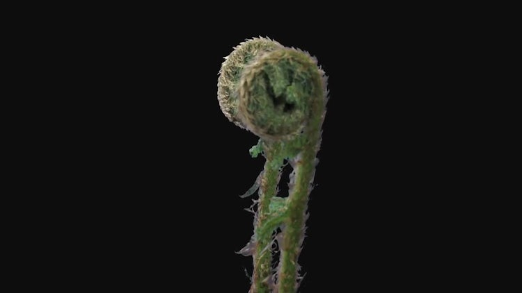 Fern Plant Unrolling New Fronds: Stock Video