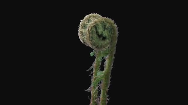 Fern Plant Unrolling New Fronds: Stock Video