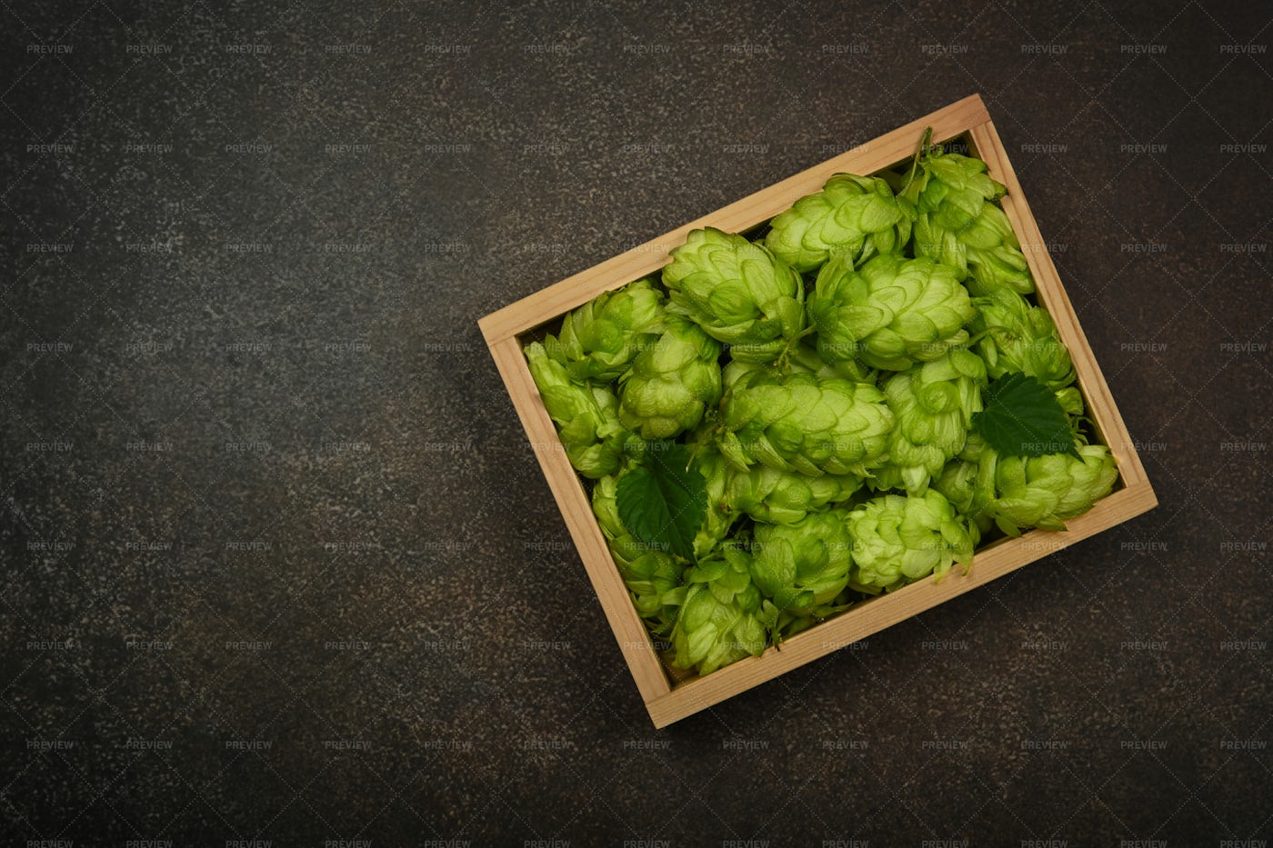 Fresh Green Hops: Stock Photos