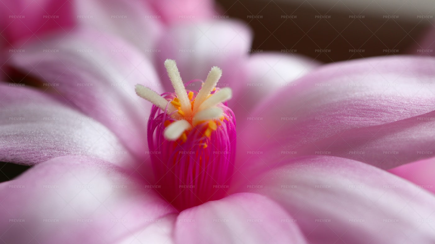 Pink Flower: Stock Photos