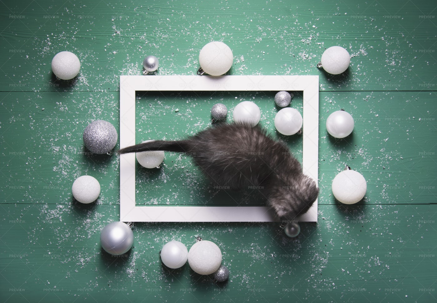 A Gray Kitten: Stock Photos