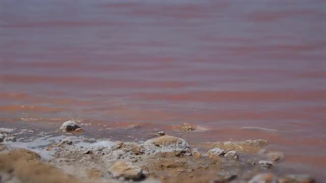 Shores Of Salt Lake: Stock Video