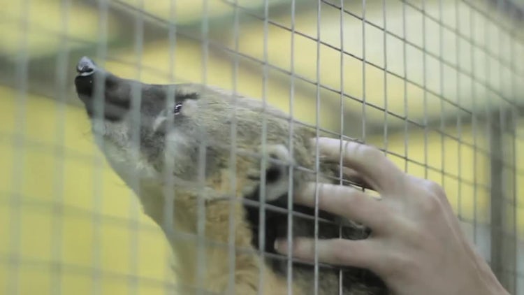 Man Scratching A Raccoon : Stock Video