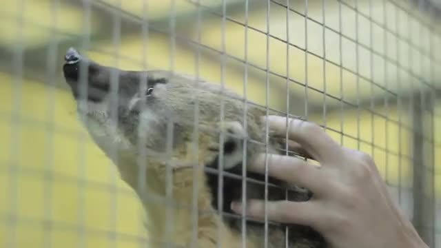 Man Scratching A Raccoon : Stock Video