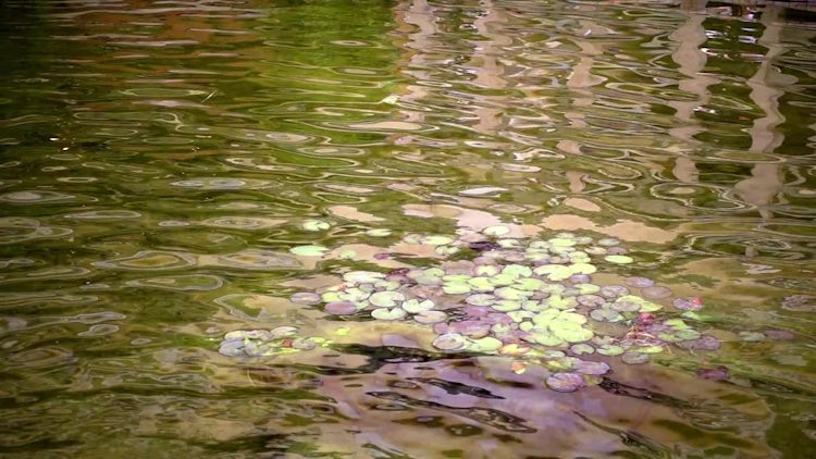 Green Lake With Leaves: Stock Video