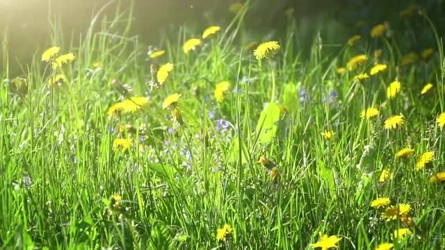 Summer Meadow: Stock Video