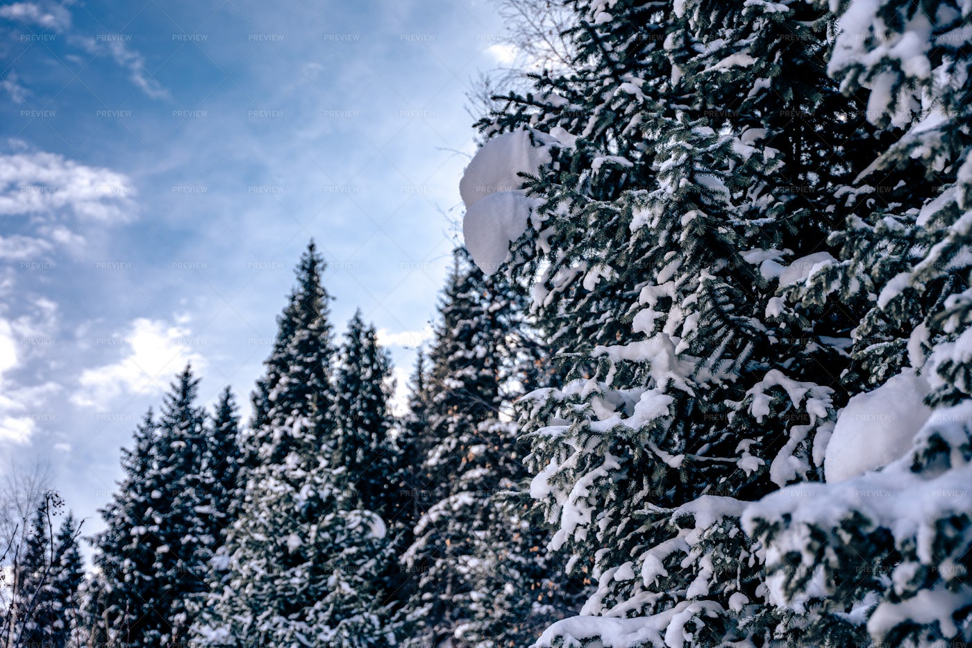 Snowy Forest: Stock Photos