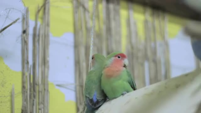 Two Parrots Swinging On Perch: Stock Video