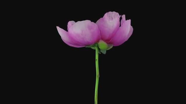 Red Peony: Stock Video