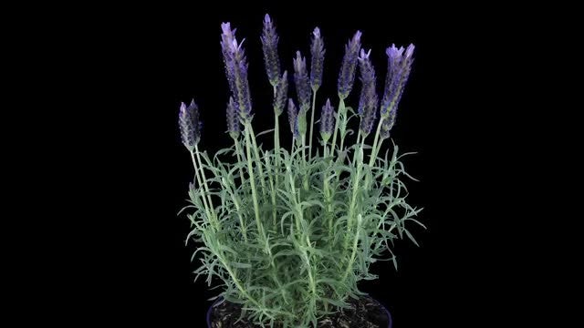 Bushy Lavender Plant Growing : Stock Video