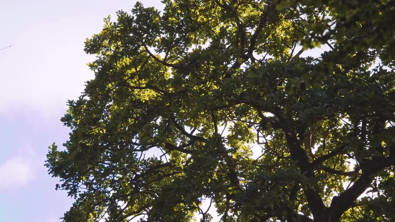 Wind Blowing Through Trees Sound Effect Free Download