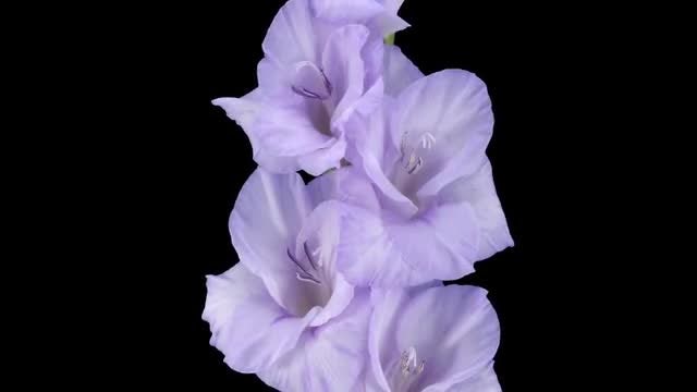 Purple Gladiolus Flower Opening: Stock Video