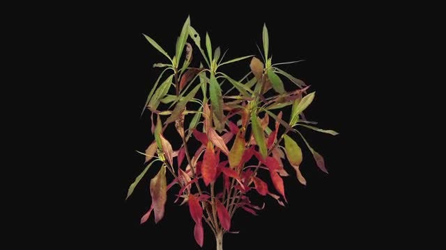 Reverse Time Lapse of Rhododendron Leaves Drying: Stock Video