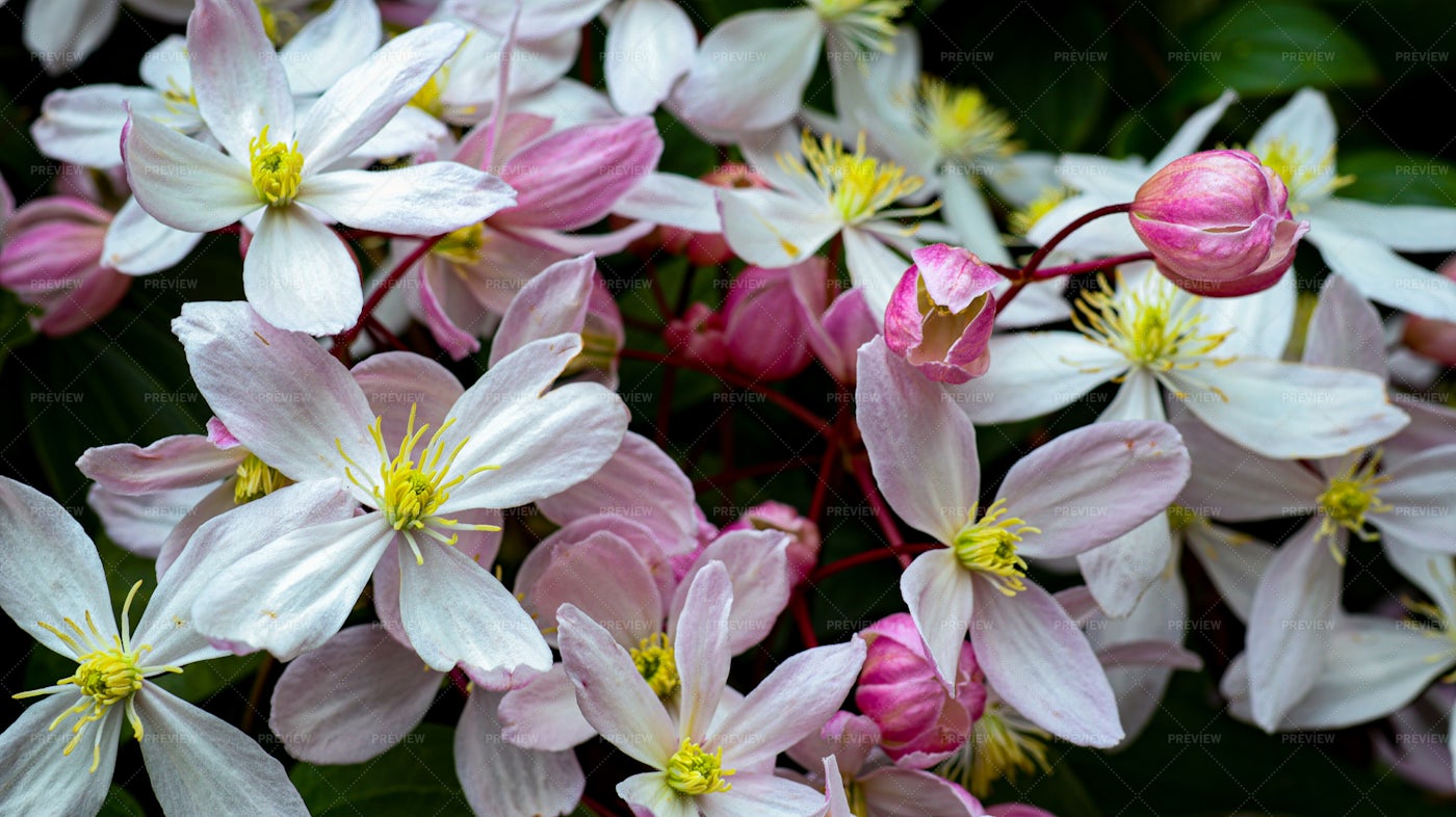 Blooming Light Pink Clematis: Stock Photos