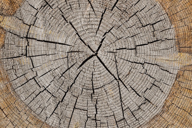 tree stump texture