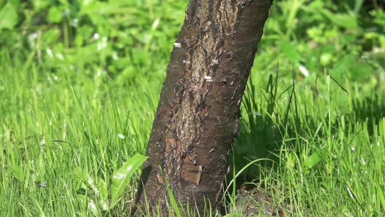 Sprinkling Water On Green Lawn: Stock Video