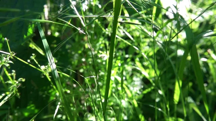 Zooming Out On Green Grass: Stock Video