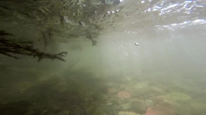 POV Shot Of Kelp Forest - Stock Video | Motion Array