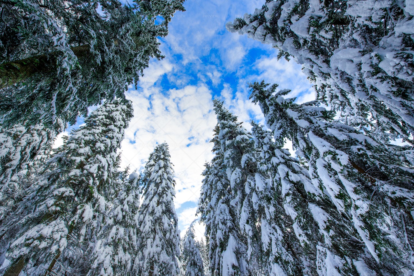 Tall Spruce Trees: Stock Photos