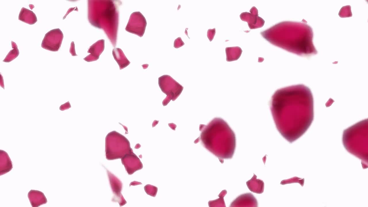 Falling Rose Petals On White Background Stock Motion Graphics Motion Array