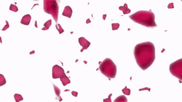 Falling Rose Petals On White Background: Stock Motion Graphics