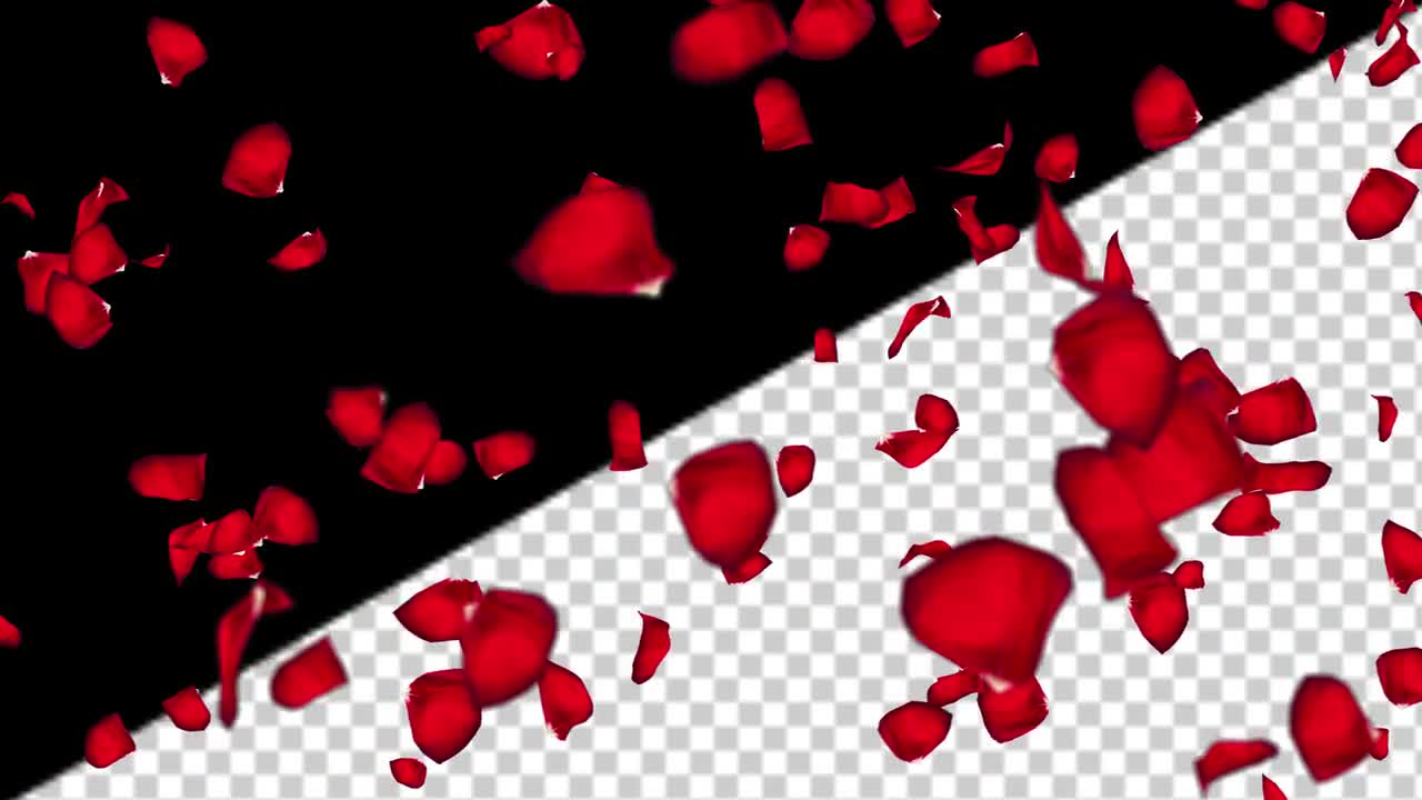 Flying Rose Petals Transparent Background Stock Motion Graphics Motion Array