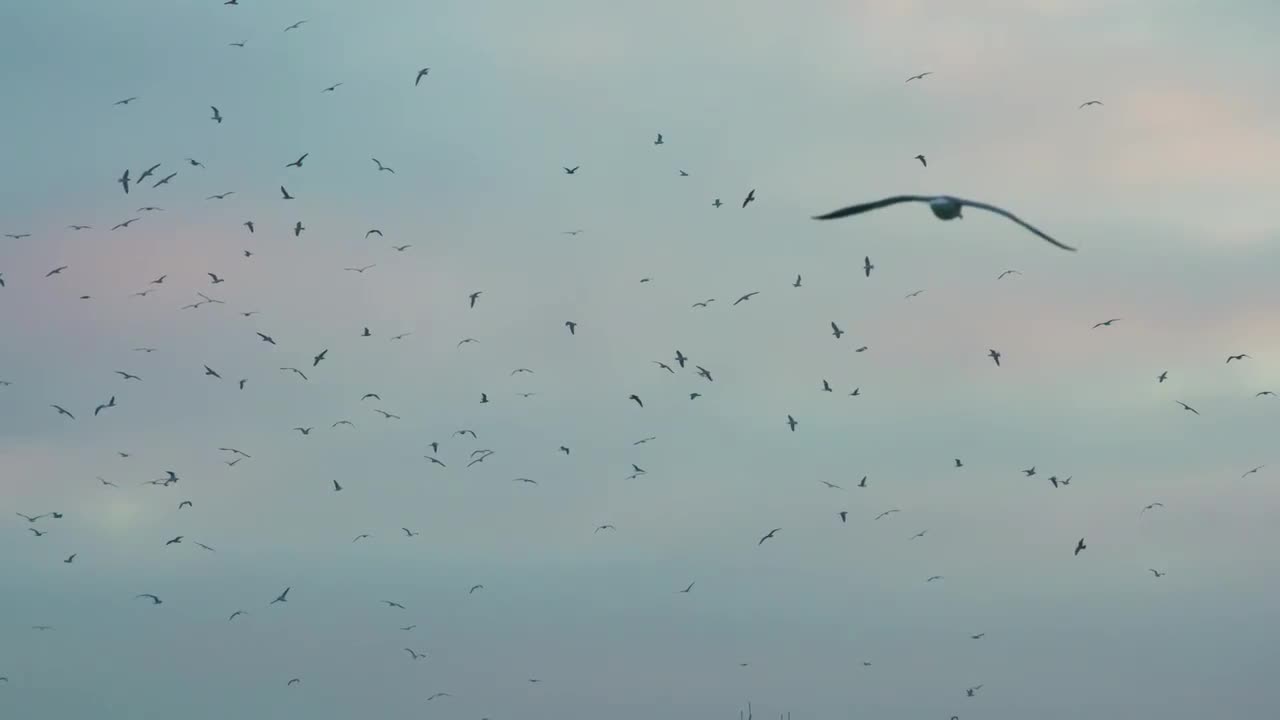 Birds Circling In The Sky - Stock Video | Motion Array