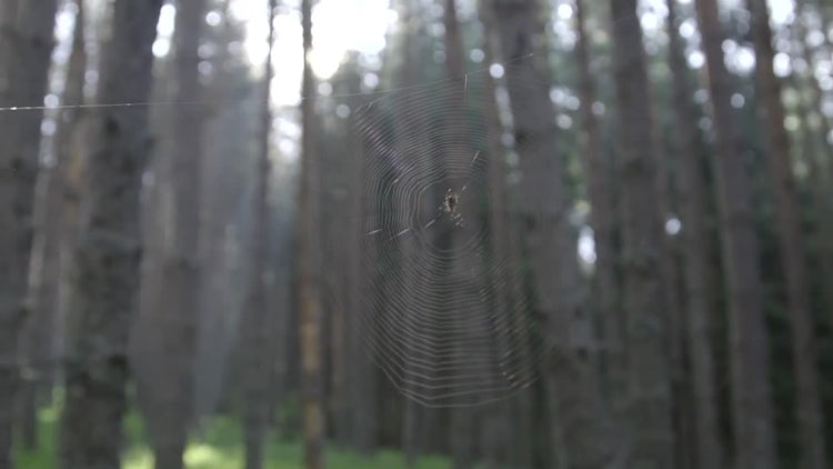 Spider Building A Cobweb: Stock Video